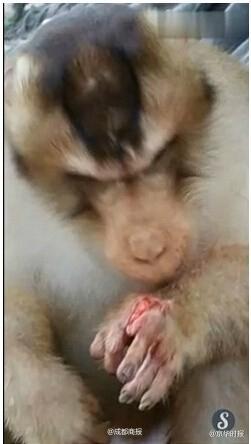 熊被喂食炸弹 