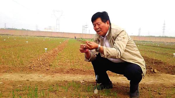 西农大育种专家王辉