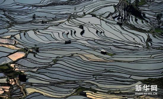 这是云南省红河州元阳县的哈尼梯田美景（1月11日摄）。
