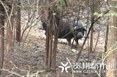 贵州一养殖场无公猪 4头母猪相继怀孕产崽(图)