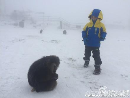 灵猴被伤脚求救