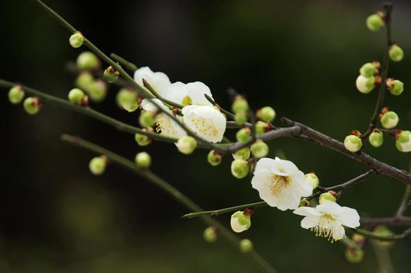 梅花经常出现在除岁迎新诗作中