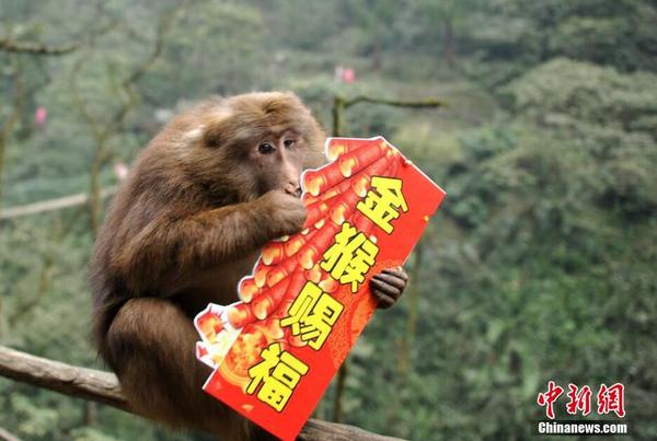 群猴闹春送新年祝福4
