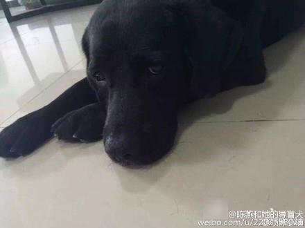 “22日上午天气好，我就带它出来散散步，晒晒太阳。”田先生回忆称，刚出按摩店门口，就听到汽车声。店里的员工告诉记者，当时一辆五菱牌面包车停在店门口，车上的人下车掳走了乔乔，随后驾车离去。“店里的员工追出了十几米远，但还是让他们跑了。”