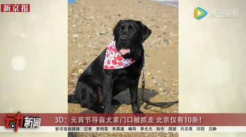 导盲犬元宵节家门口被强行抓走 北京仅有10条