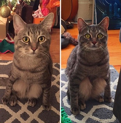很怪很可爱：猫咪奇葩坐姿像人类蹲坐走红网络