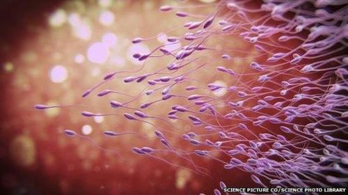 英媒：中国科学家研发新技术 未来或现女性精子