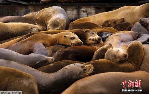 3个月百具海狮伏尸海滩或因人过度捕鱼缺食物