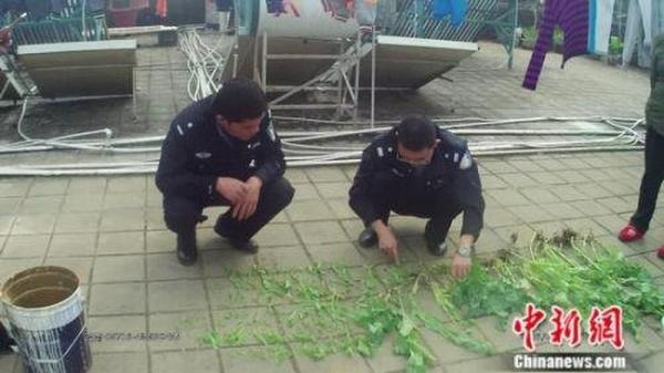 楼顶私种罂粟花