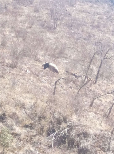 大熊猫下山被犬欺 长得胖跑不过狗