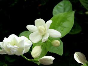 春日百花开 不仅好看还能泡茶