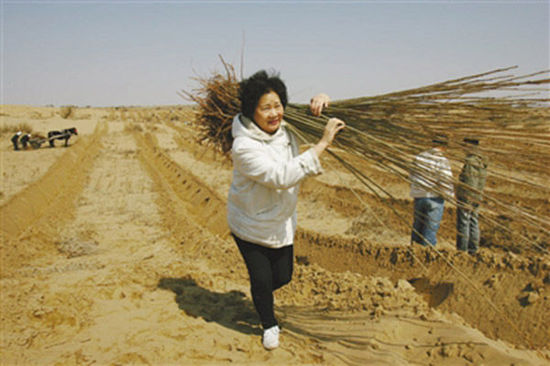 由于车子无法进入沙漠，树苗必须肩扛，年逾花甲的易解放每次都会带头参与。