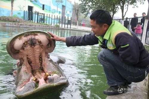 河马主动求饲养员剔牙