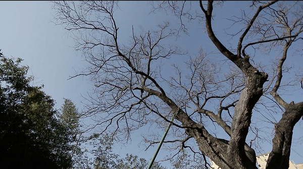于是之晚年每日看望的一棵大槐树