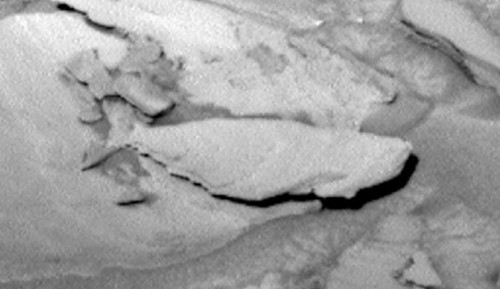 火星上有鱼？UFO爱好者：NASA好奇号拍到了（图）