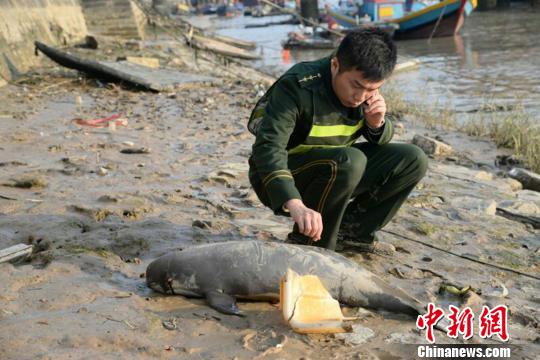 福建泉州江豚搁浅