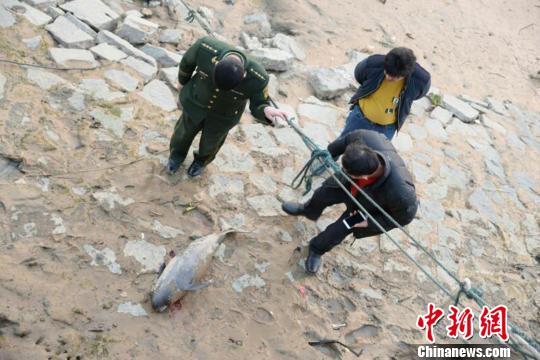 福建泉州江豚搁浅3
