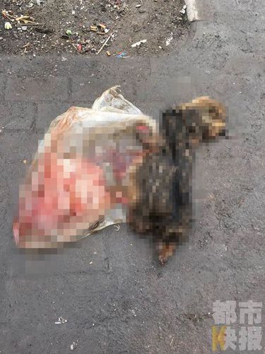 西安两名保洁员街头摔狗，路过市民行车记录仪拍下。