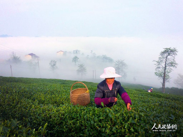 茶园里，茶农正在采茶 吕跃兵 摄