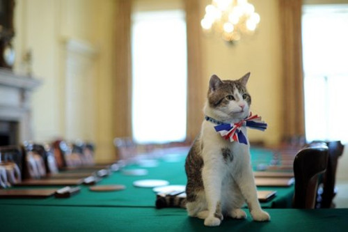 英国第一猫“拉里”
