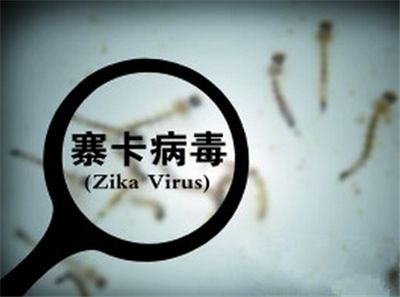寨卡病毒 或许比我们想象的更可怕