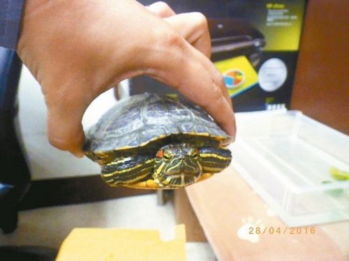 天外飞来乌龟 2人骑车闪躲不及摔得人仰马翻（图）