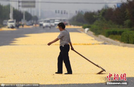 农业部回应农民忧改种大豆效益不如玉米：将补贴