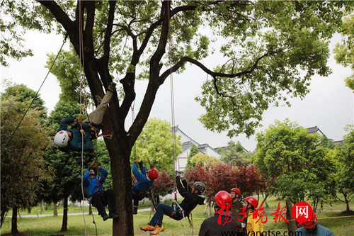 苏州校园将设“爬树课”