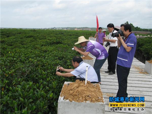 市民和游客在石角红树林拍照。