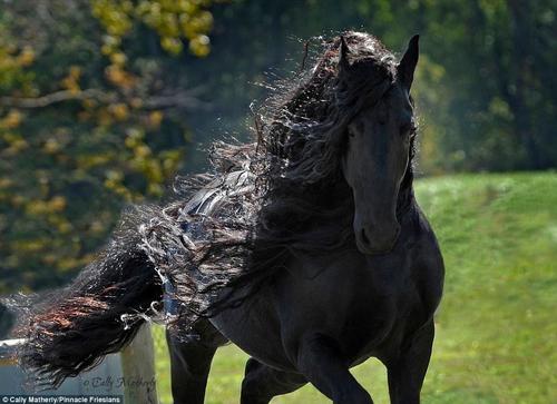 这匹马属于位于美国欧扎克山脉的Pinnacle Friesians，在社交媒体脸书主页上它已经拥有了超过12500位粉丝。