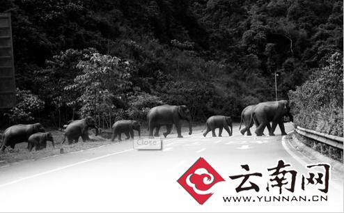 近些年来，人象冲突时有发生