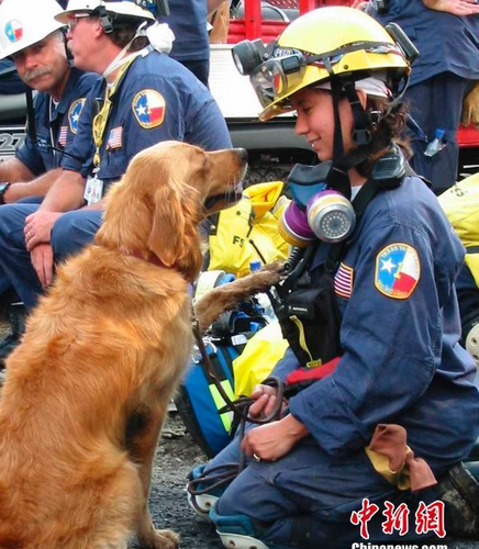 Bretagne是911当天第一批被派往现场执行搜救任务的300只搜救犬之一。15年前，纽约世贸中心双子塔遭遇恐怖袭击后倒塌，搜救犬Bretagne被紧急派往世贸中心残骸周围执行任务。整整两周时间，它每天艰苦工作12小时，协助消防员和警察搜寻营救幸存者。（资料图）