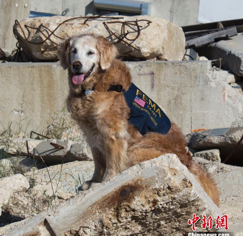 当地时间6月7日，美国，911事件已经过去15年，当初做出重大贡献的搜救犬，如今也只有最后一只叫Bretagne的大金毛还在世了。然而，它已经16岁了，得了肾衰竭，并且已经停止进食，当天在德州兽医医院，它被进行了安乐死。图为Bretagne身位搜救犬时的英姿。（资料图）