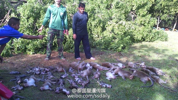 大树倒下猴子惨死