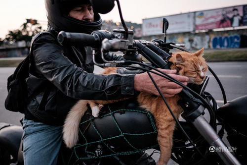 主人将猫咪放在油箱上。