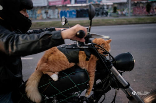 猫咪看起来很悠哉。