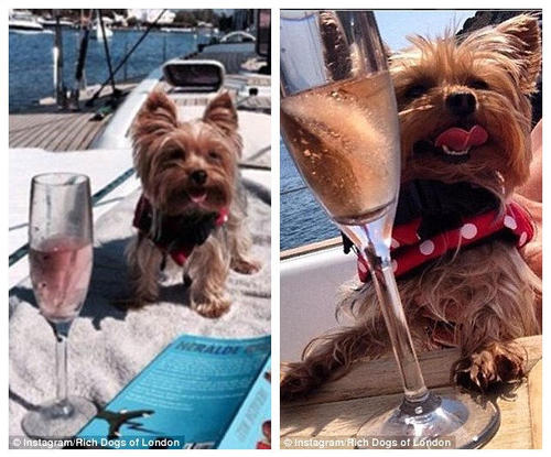 图为幸运的约克夏梗犬跟随主人在游艇上享用香槟。
