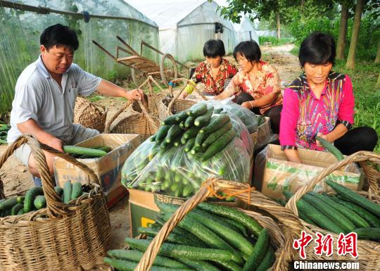 付天军和聘用的残友们一起将刚采摘的新鲜黄瓜包装好。　胡洪涛 摄