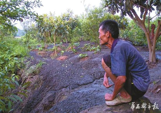 桃林被黑色倾泻物淹没，看着枝头上的新鲜桃子却不能采摘，村民张禄发很发愁。