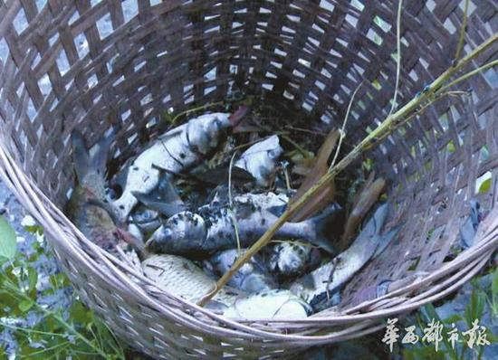 史德华家的鱼塘受损，打捞起了大量死鱼。