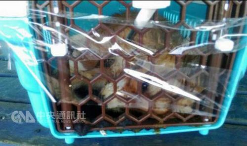 桃园机场人员疏忽大量动物未登机先热死（图）
