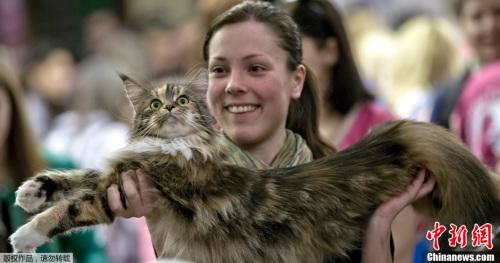 美4岁缅因猫重达28磅食量惊人成纽约第一巨猫