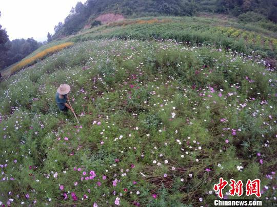 闲暇时，在花田里劳作，是一件让陈新康觉得很幸福的事。　王中举 摄