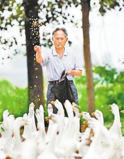 洛阳71岁放鹅爷爷写真帅遍全国 网友：追梦耍酷不分年龄