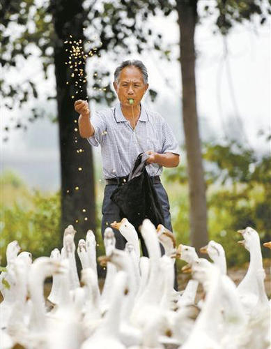 提及为何拍摄这样一组写真照时，王周松乐了：“这是个意外！”一个多月前，他在放鹅途中被几位年轻人邀请拍照，不想却成了“网红”。