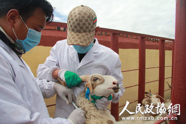 防疫员在新海村现场演示羊免疫过程_副本