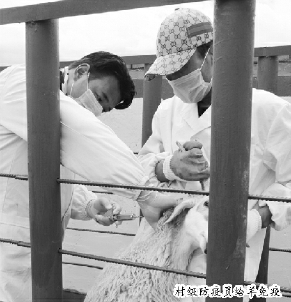 村级防疫员给羊免疫
