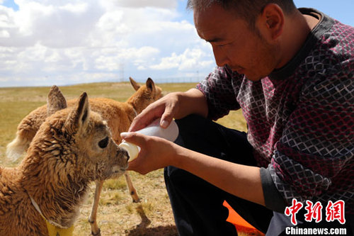 资料图：小藏羚羊。<a target='_blank' href='http://www.chinanews.com/'>中新社</a>发 赵凛松 摄