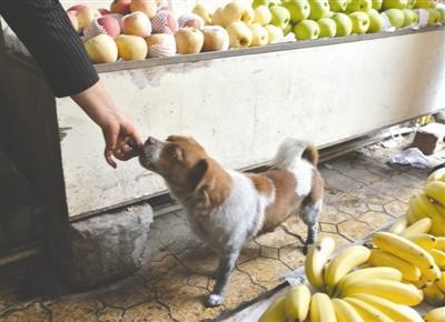 狗被遗弃狂追公交半小时？主人：它在“追爱”