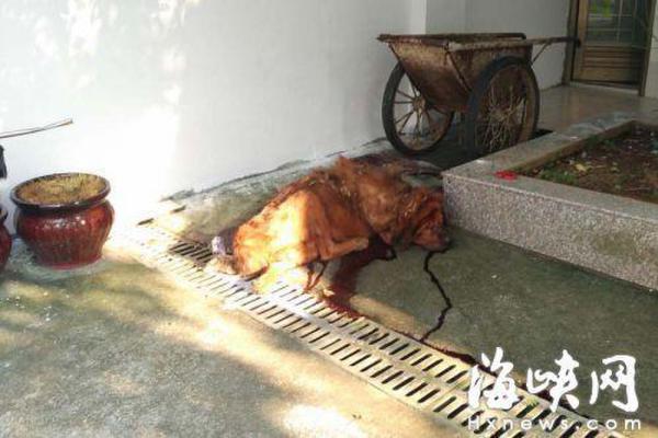 藏獒没吃饱发狂撕咬主人 警方赶到后将其击毙